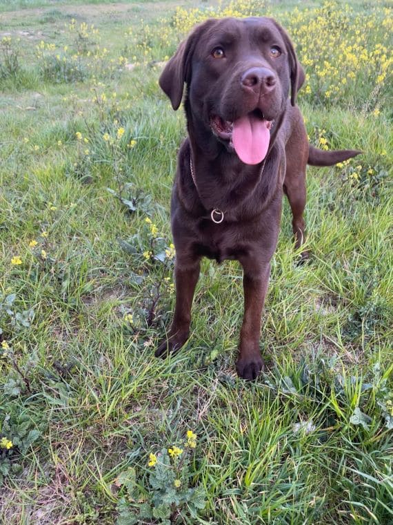 Labradora Hembra Marrón A