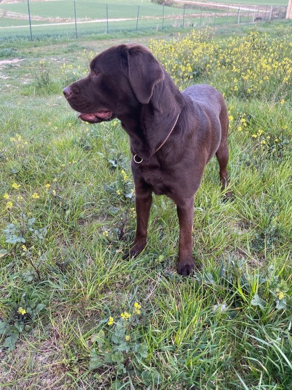 Labradora Hembra Marrón B