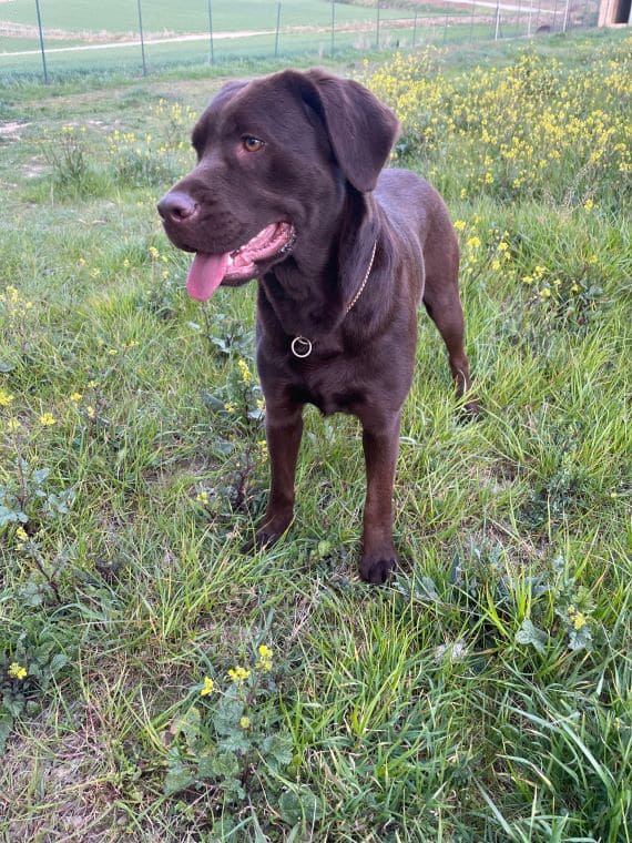 Labradora Hembra Marrón C