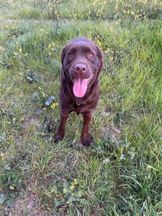 Labradora Hembra Marrón D