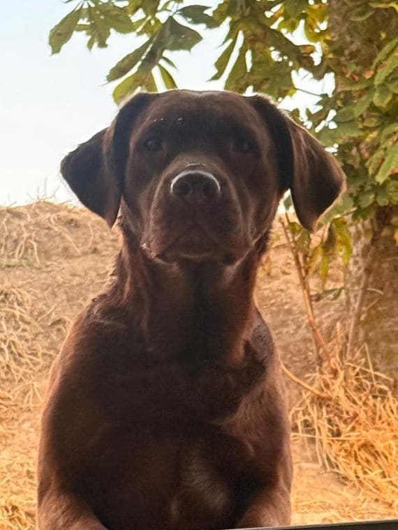 Labradora Hembra Marrón E