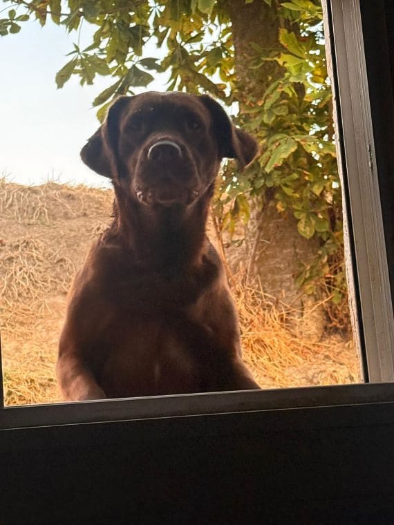 Labradora Hembra Marrón F