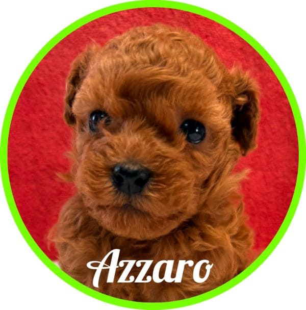 Caniche Azzaro