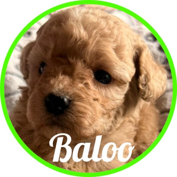 Caniche Baloo