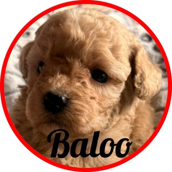 Caniche Baloo