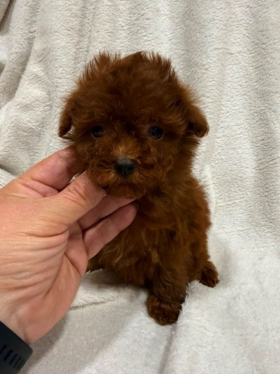 Caniche Cayena A