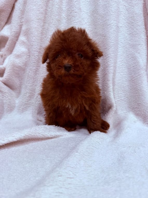 Caniche Cayena B