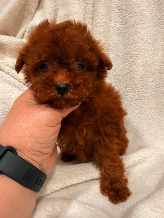 Caniche Cayena D