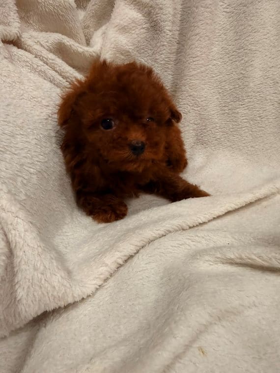 Caniche Cayena E