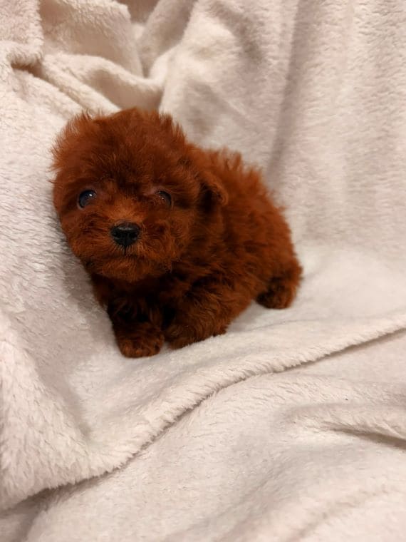 Caniche Cayena F