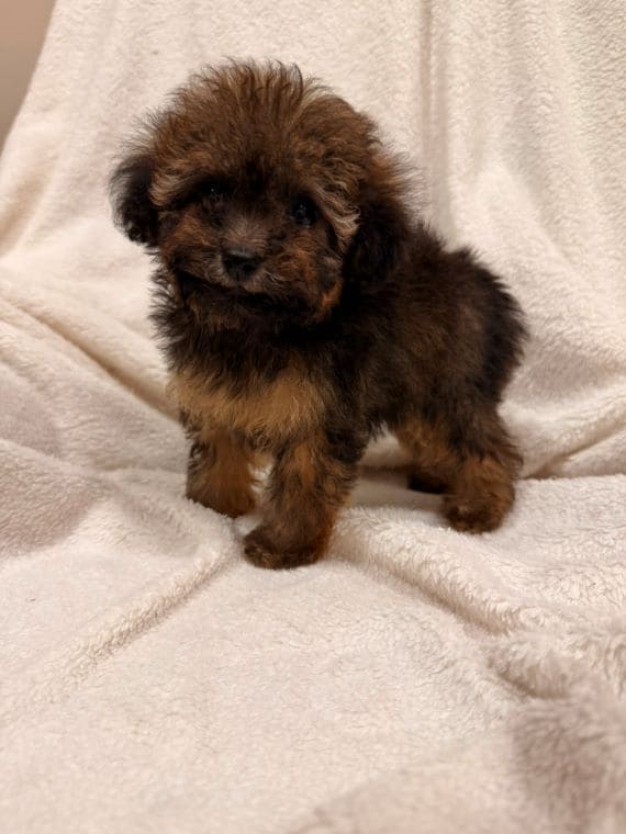 Caniche Diminuta C