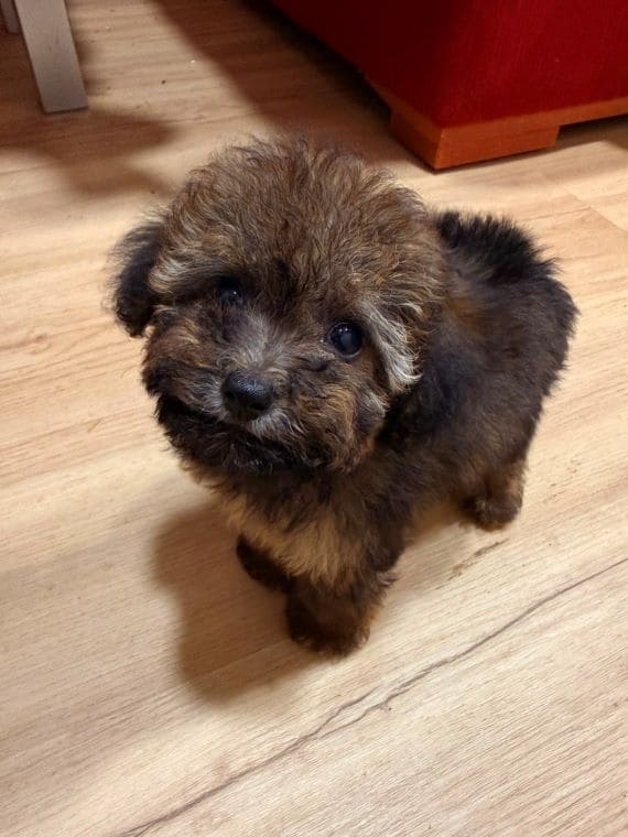 Caniche Diminuta E