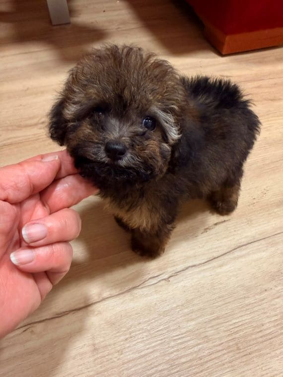 Caniche Diminuta F