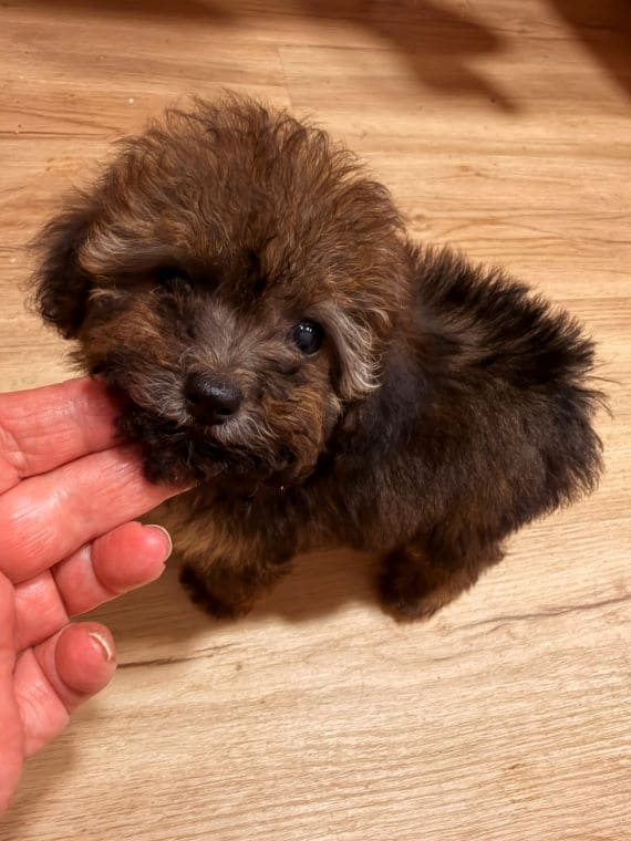Caniche Diminuta G