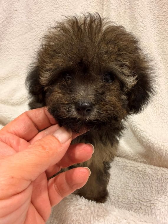 Caniche Diminuta H