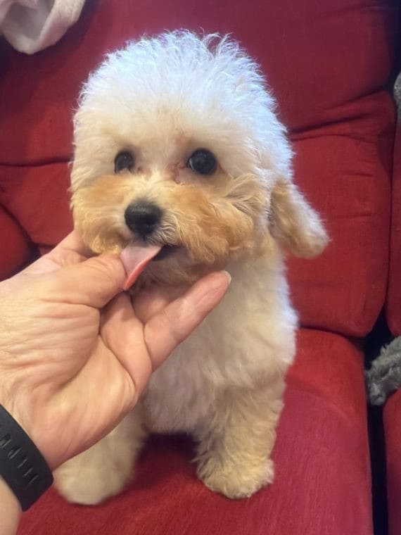Caniche Lady A