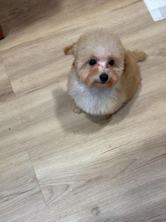 Caniche Lady C