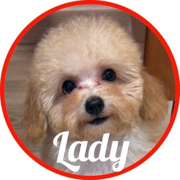 Caniche Lady
