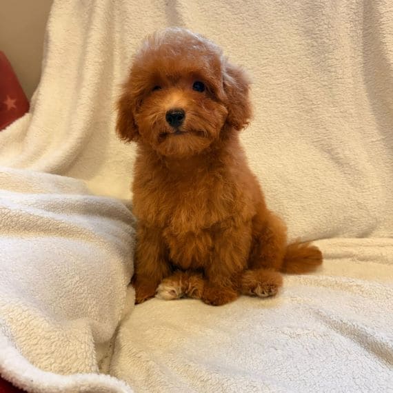 Caniche Luisito A