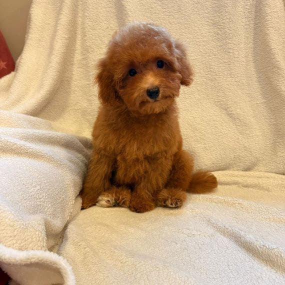 Caniche Luisito B