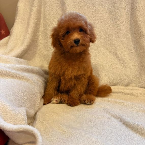 Caniche Luisito C