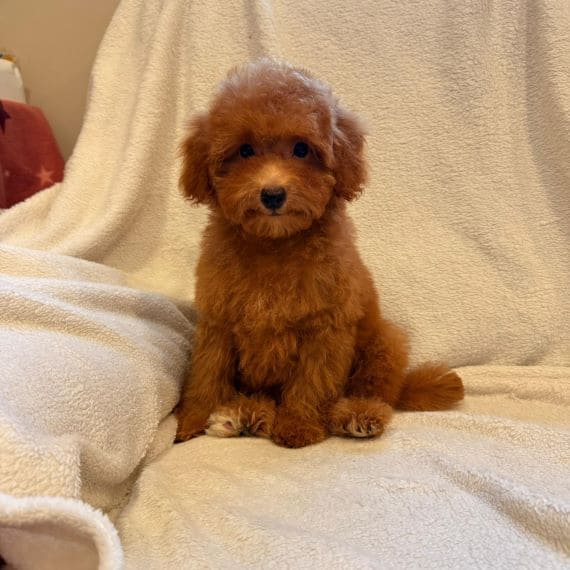 Caniche Luisito D