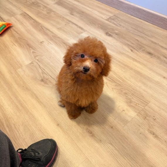 Caniche Luisito E