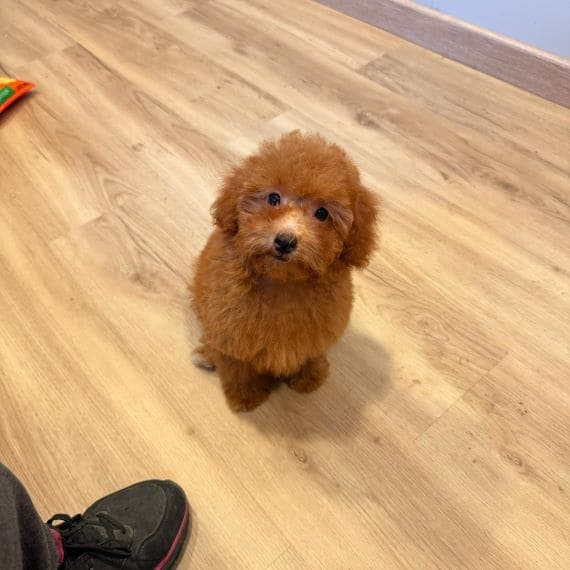 Caniche Luisito F