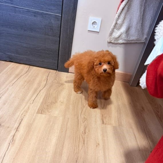 Caniche Luisito G