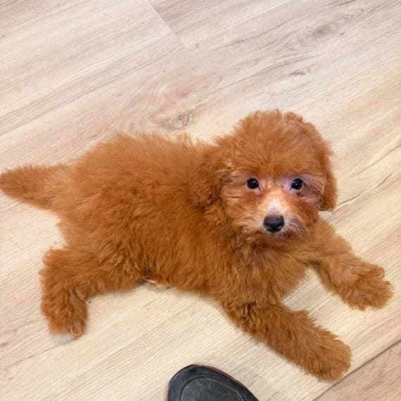 Caniche Luisito H