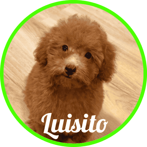 Caniche Luisito