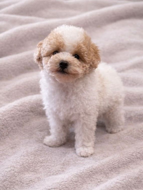 Caniche Manolito A
