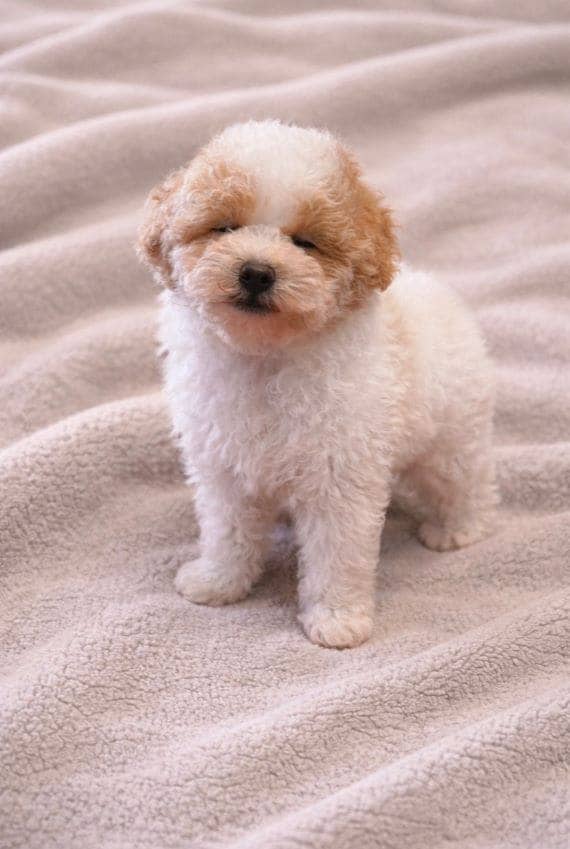 Caniche Manolito B