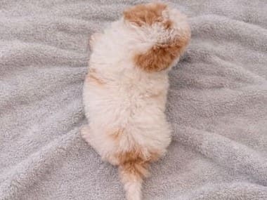 Caniche Manolito E