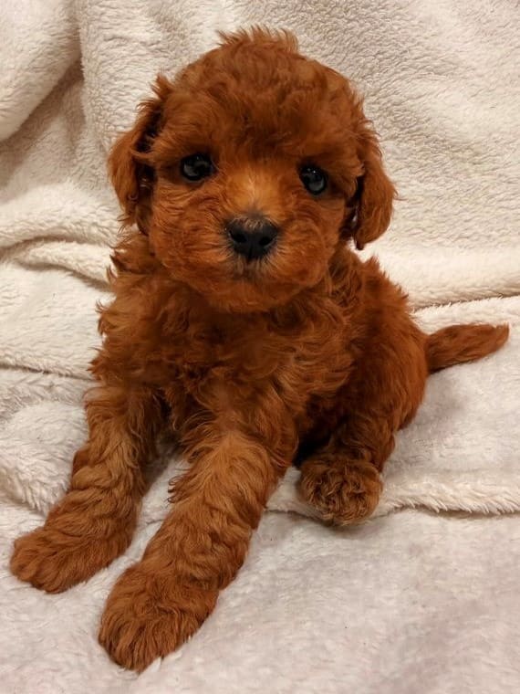 Caniche Marioneta A