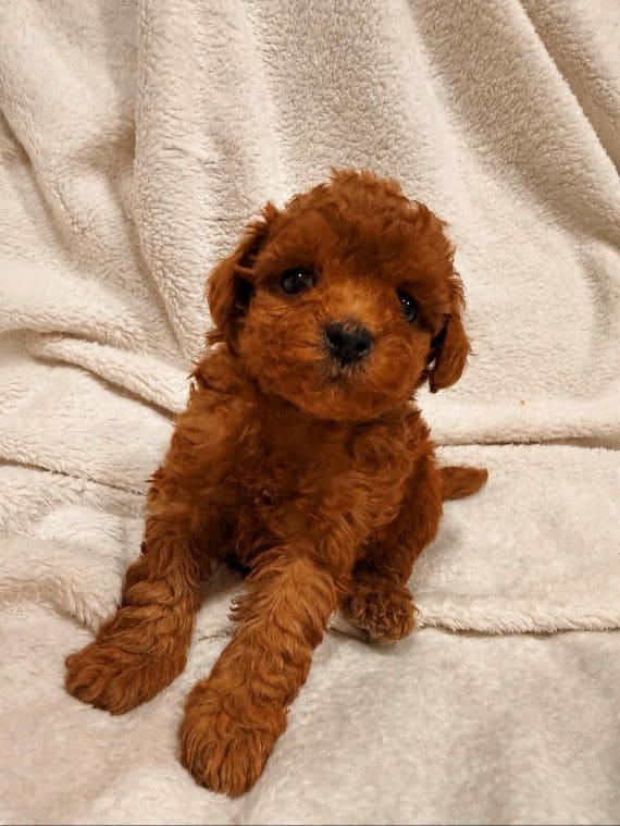 Caniche Marioneta B