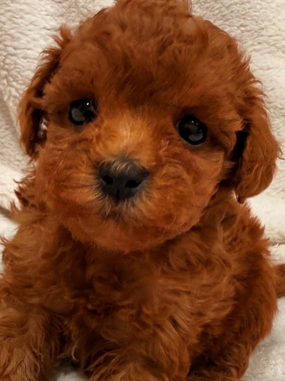 Caniche Marioneta C