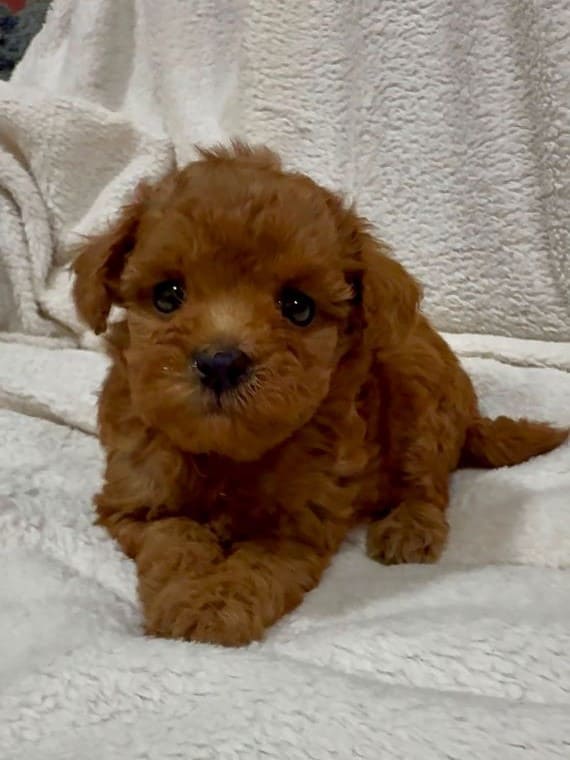 Caniche Marioneta F