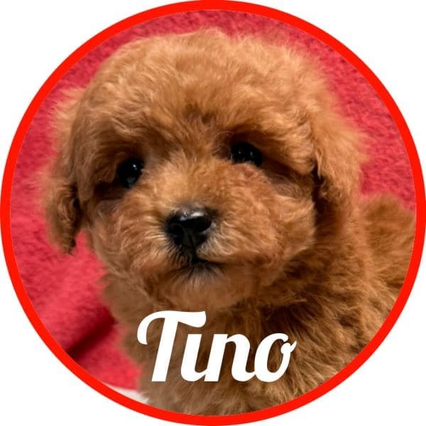 Caniche Tino