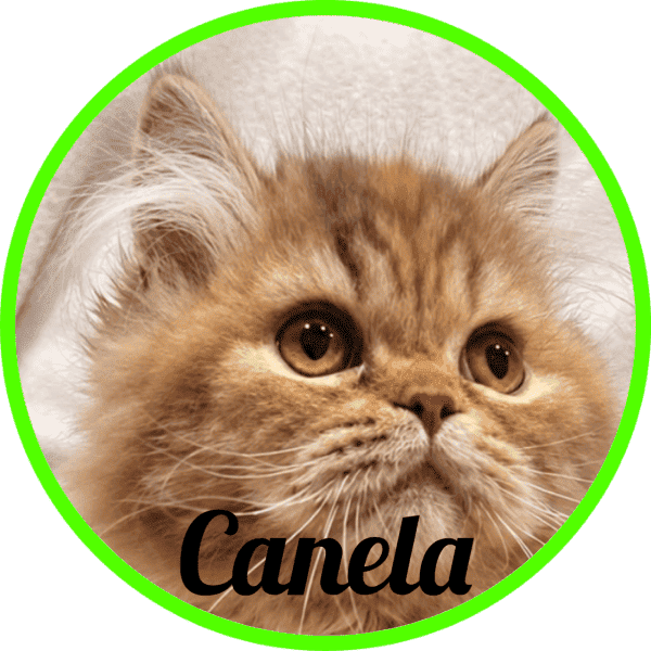 Gato Canela