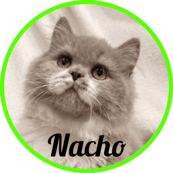 Gato Nacho