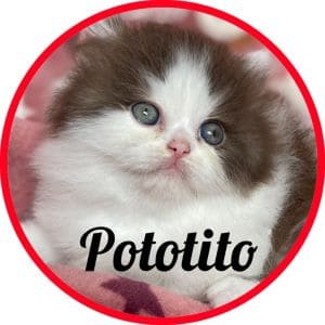 Gato Pototito