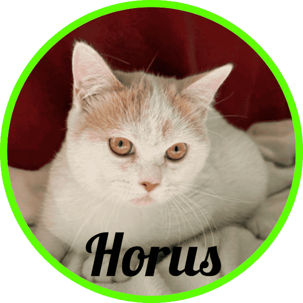 Gato Horus