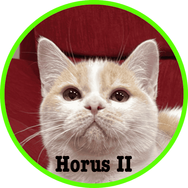 Gato Horus II