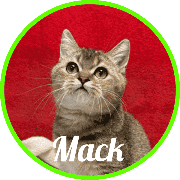 Gato Mack