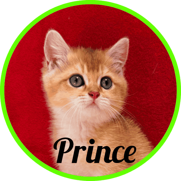 Gato Prince
