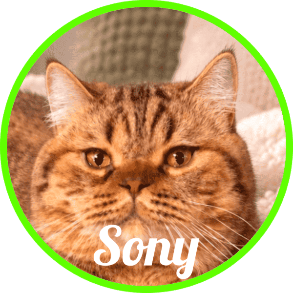 Gato Sony