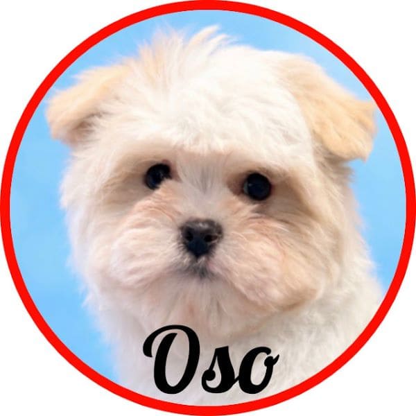 Maltipoo Oso
