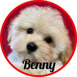 Maltipoo Benny