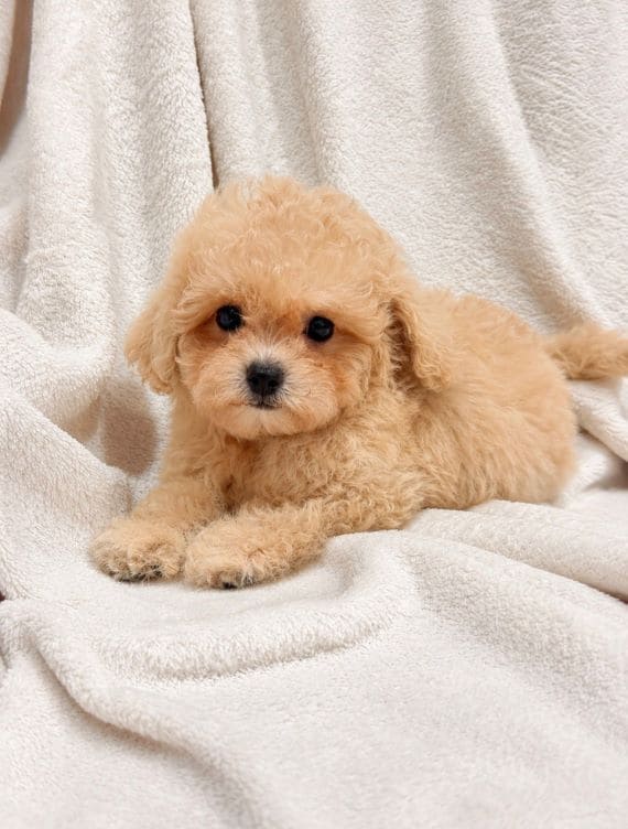 Maltipoo Blanca A